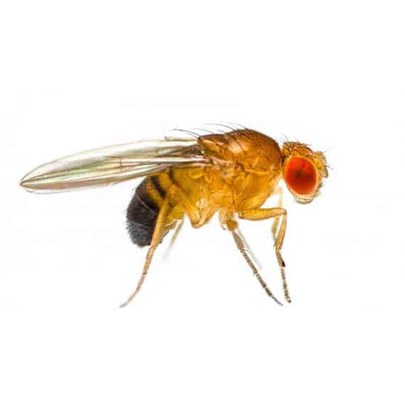 closeup photo of a fruit fly