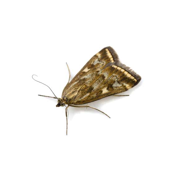 photo of a moth