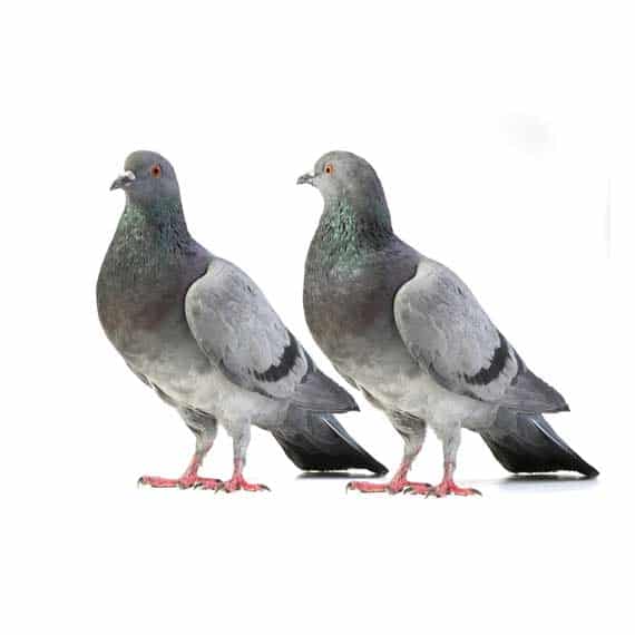 photo of two pigeons