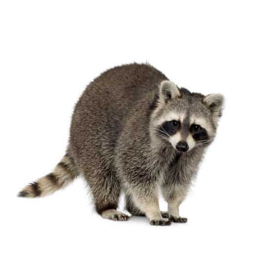 photo of a raccoon