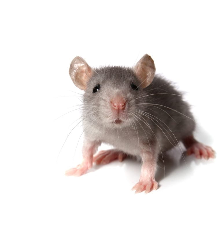 closeup photo of a mouse