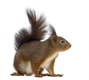 photo of a squirrel