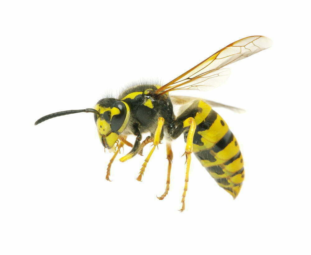 closeup photo of a wasp