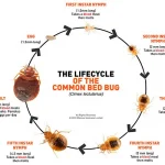 bed bug life cycle